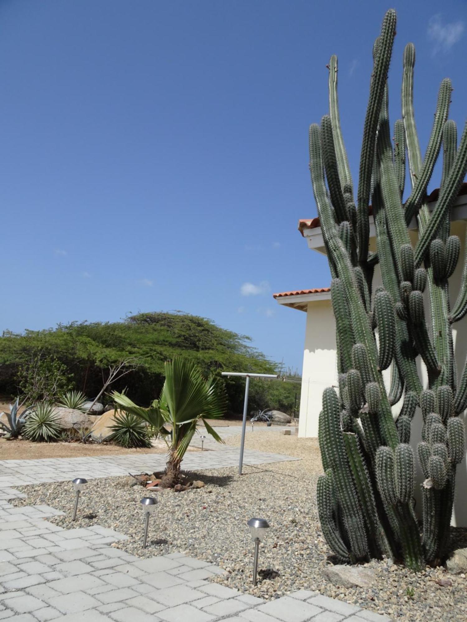 Pura Vida Aruba Appartement Cama Noord Exterior photo